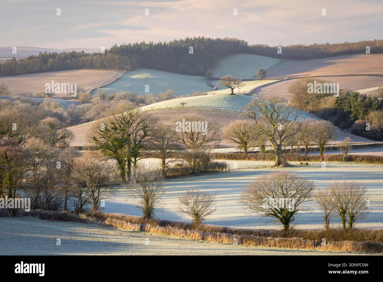 Albero collinare solitario circondato da terreni agricoli ricoperti di gelo, Devon, Inghilterra. Inverno (gennaio) 2026. Foto Stock