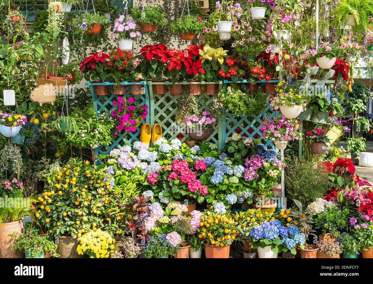 fiori colorati appesi alla recinzione in giardino Foto Stock
