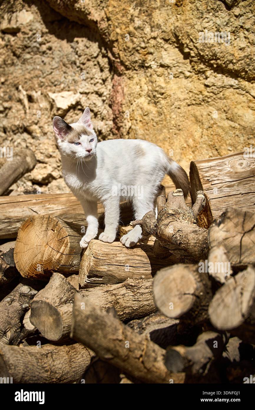 Gatto domestico bianco e marrone in piedi su tronchi di legna da ardere a Cueva del Agua, Santuario di Tíscar, Quesada, Jaén, Spagna, durante l'autunno Foto Stock