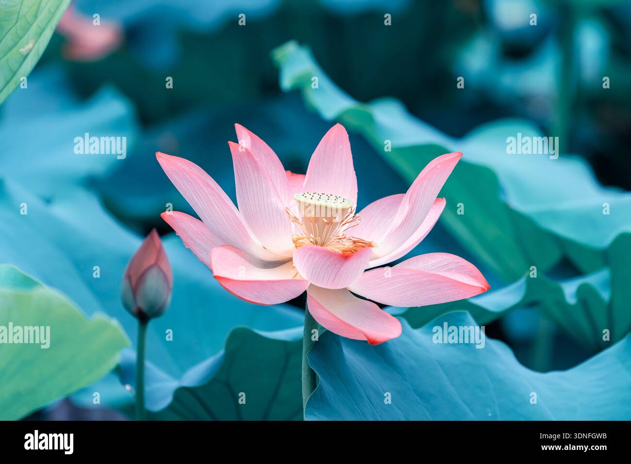 Fiore di loto che fiorisce nello stagno in estate Foto Stock