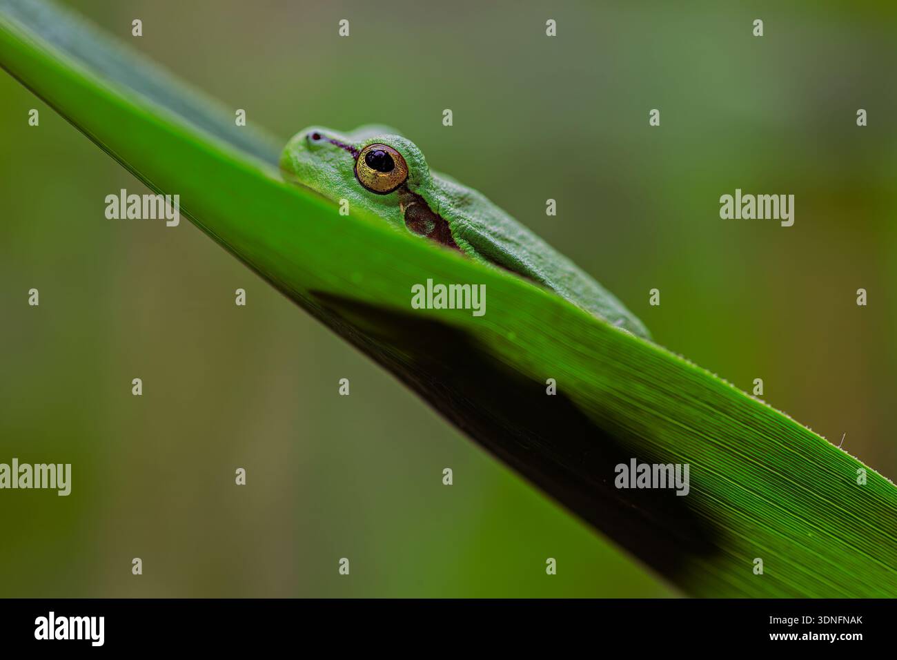 Rana arborea europea (Hyla arborea) che avvolge diagonalmente lo stelo di canna, vista laterale con il corpo avvolto intorno alla vegetazione, all'habitat delle zone umide, alla Lusazia, alla Sassonia, ai germi Foto Stock
