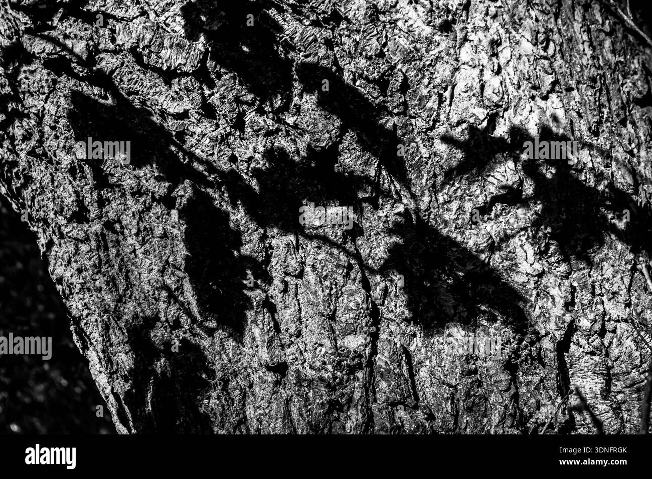 Studio in bianco e nero ad alto contrasto della corteccia degli alberi con ombre nitide delle foglie Foto Stock