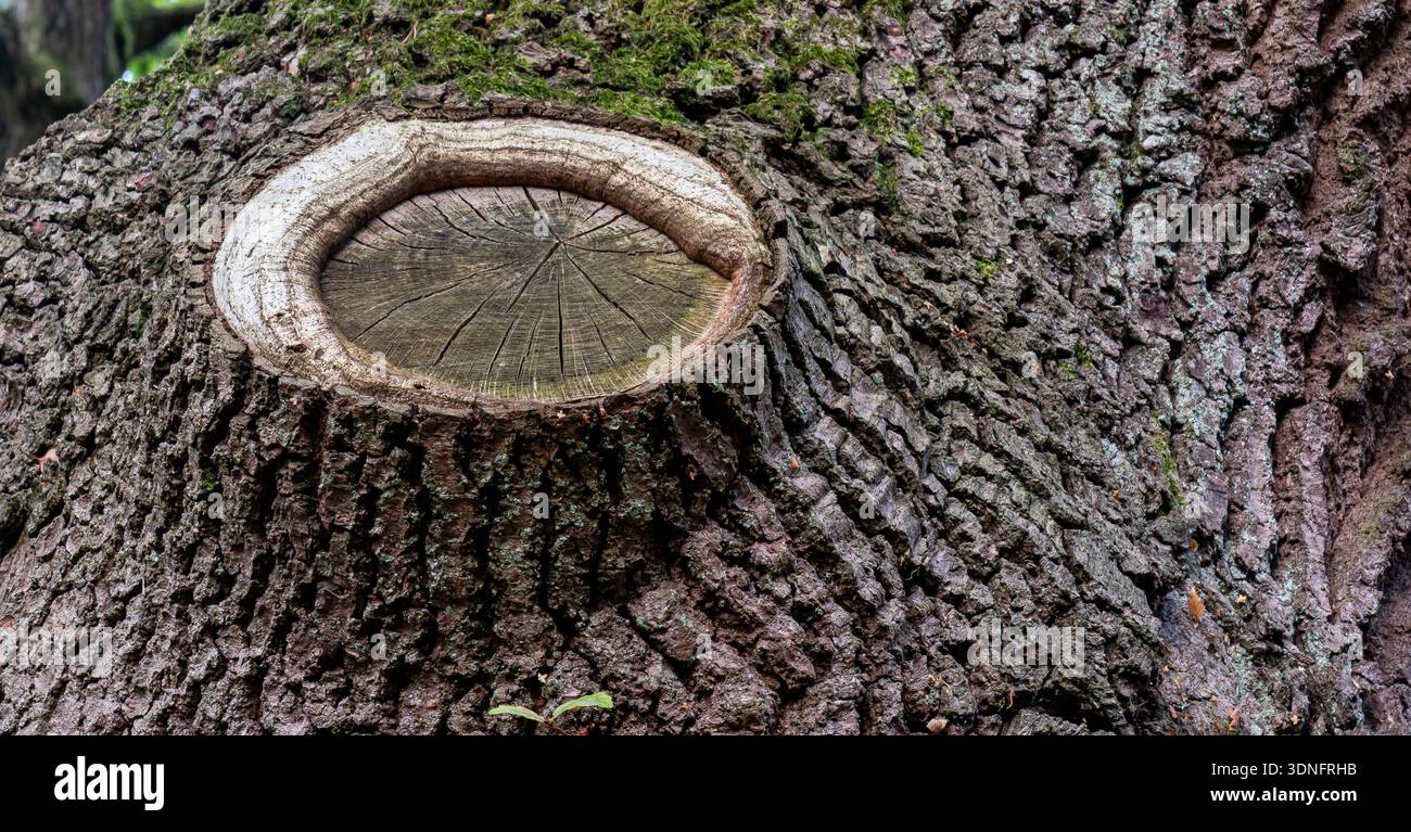 Primo piano di corteccia di alberi strutturata con una cicatrice circolare dove è stato rimosso un ramo Foto Stock