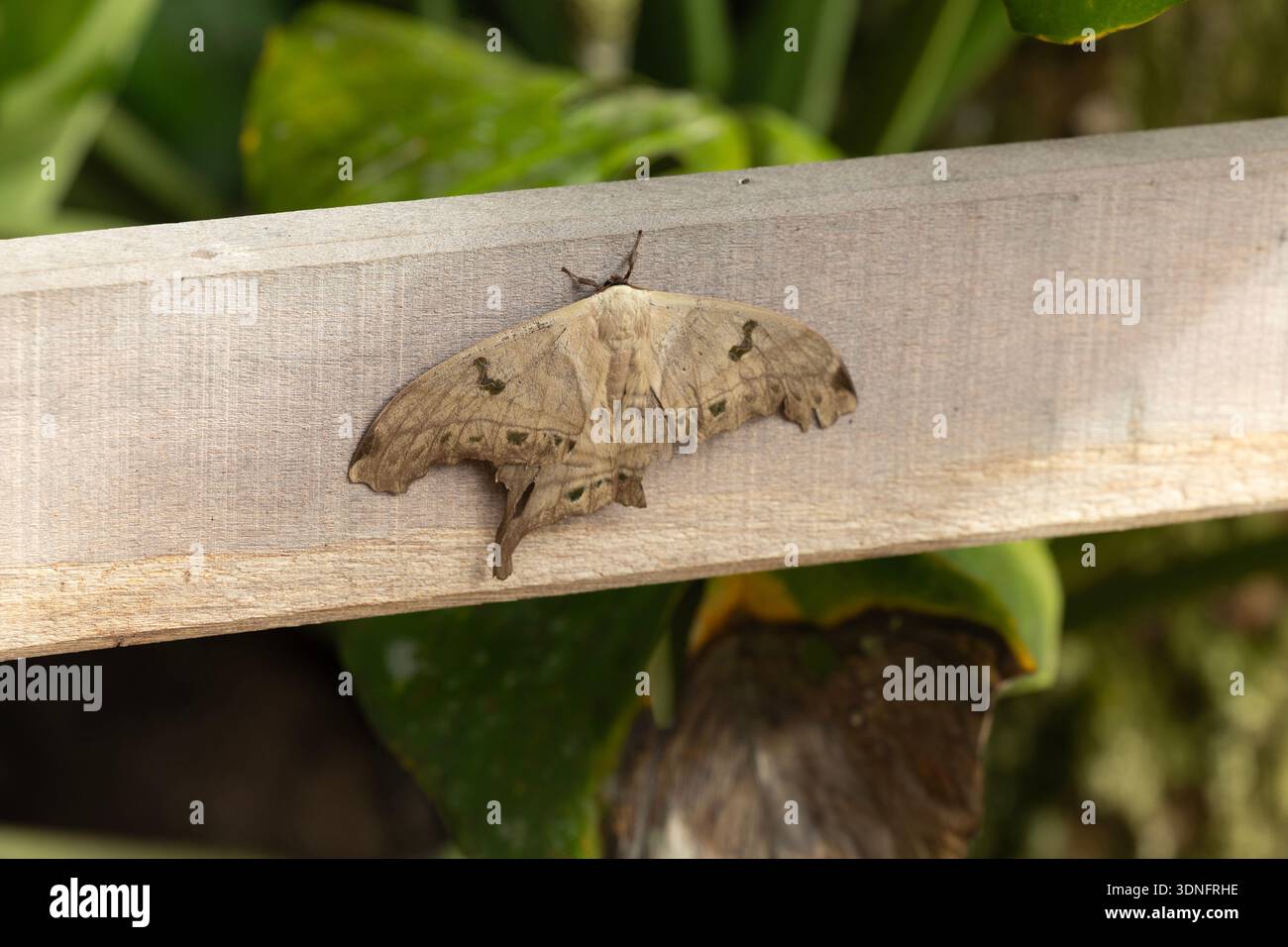 Una gigantesca falena Titaea tamerlan che riposa la mattina presto vicino a Kourou, Guyana francese, un dipartimento della Francia nel Nord America. Foto Stock