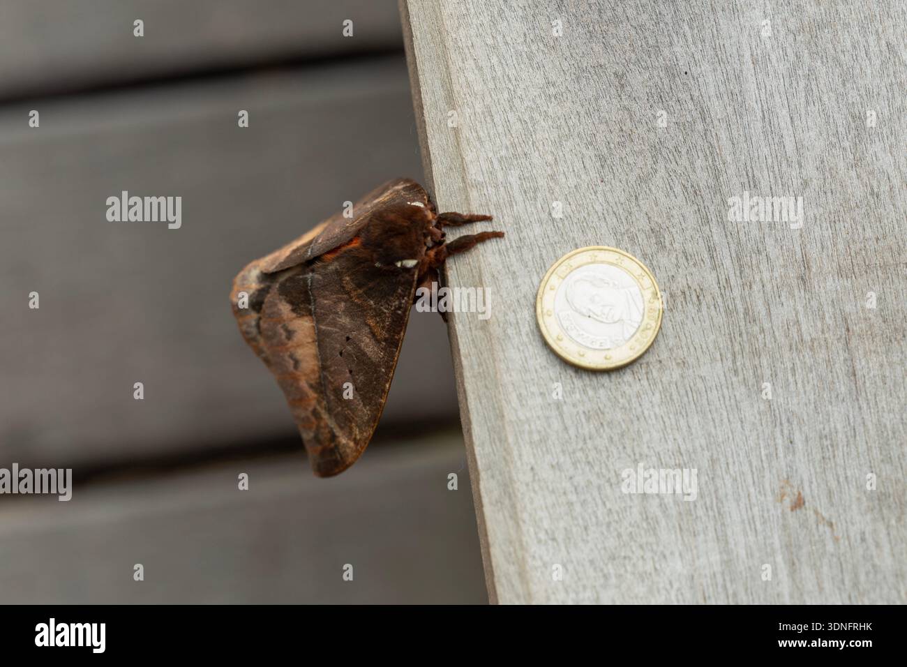 Automeris postalbida, un gigantesco silkmoth, accanto a una moneta spagnola da €1 per la taglia, a Kourou, Guyana francese, un dipartimento della Francia nel Nord America. Foto Stock