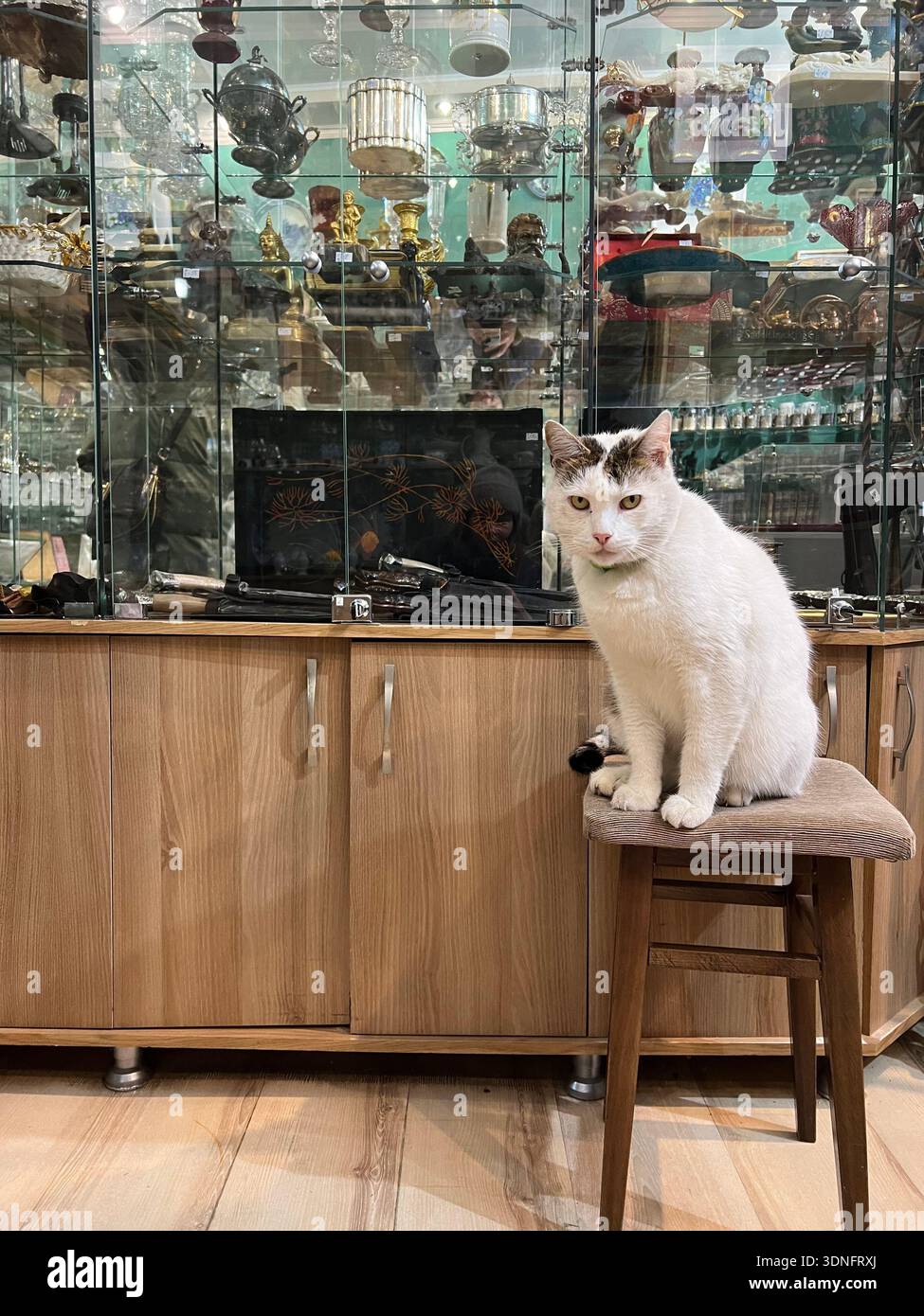 Gatto domestico bianco seduto su una sedia di legno all'interno di un negozio di antiquariato con vetrine fuii di oggetti vintage e da collezione Foto Stock