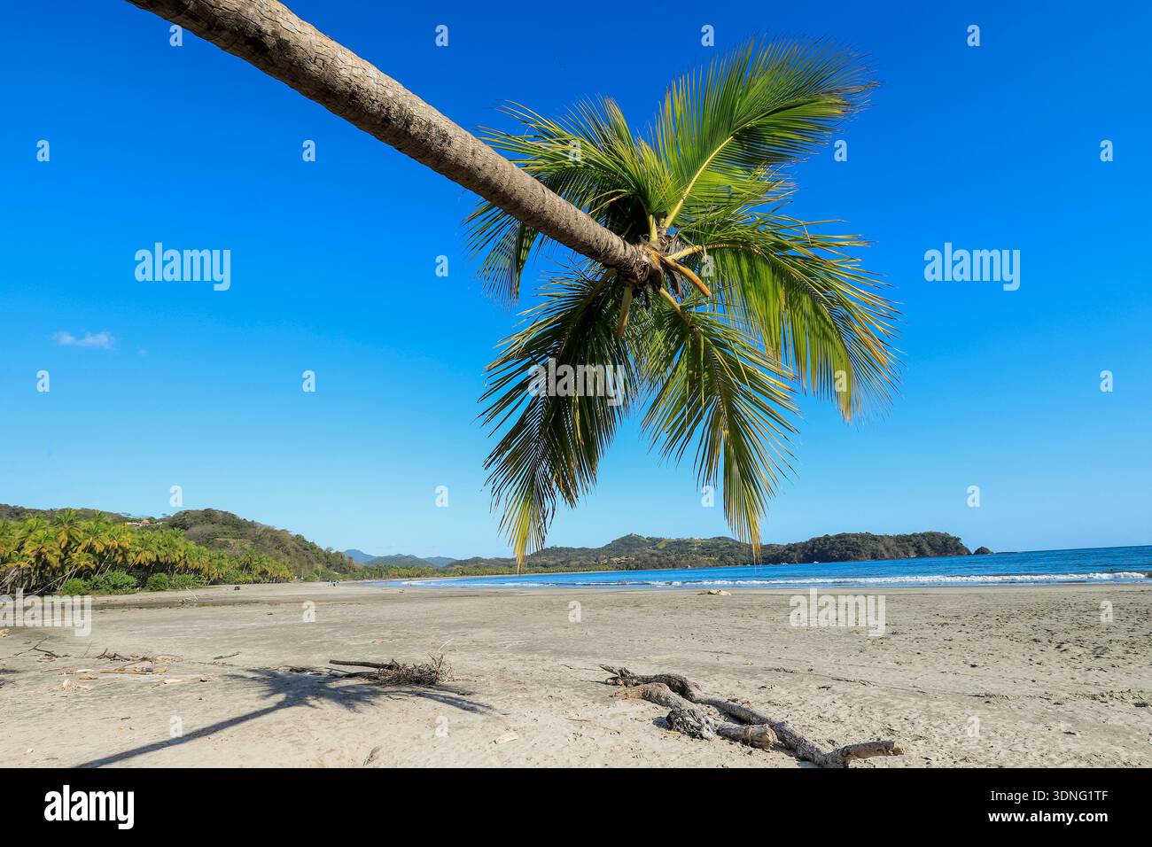 Palma pendente presso l'incantevole Playa Carrillo nr Samara. Circondato da centinaia di palme, è popolare per i picnic. Carrillo, Samara, Guanacaste, Costa Rica Foto Stock