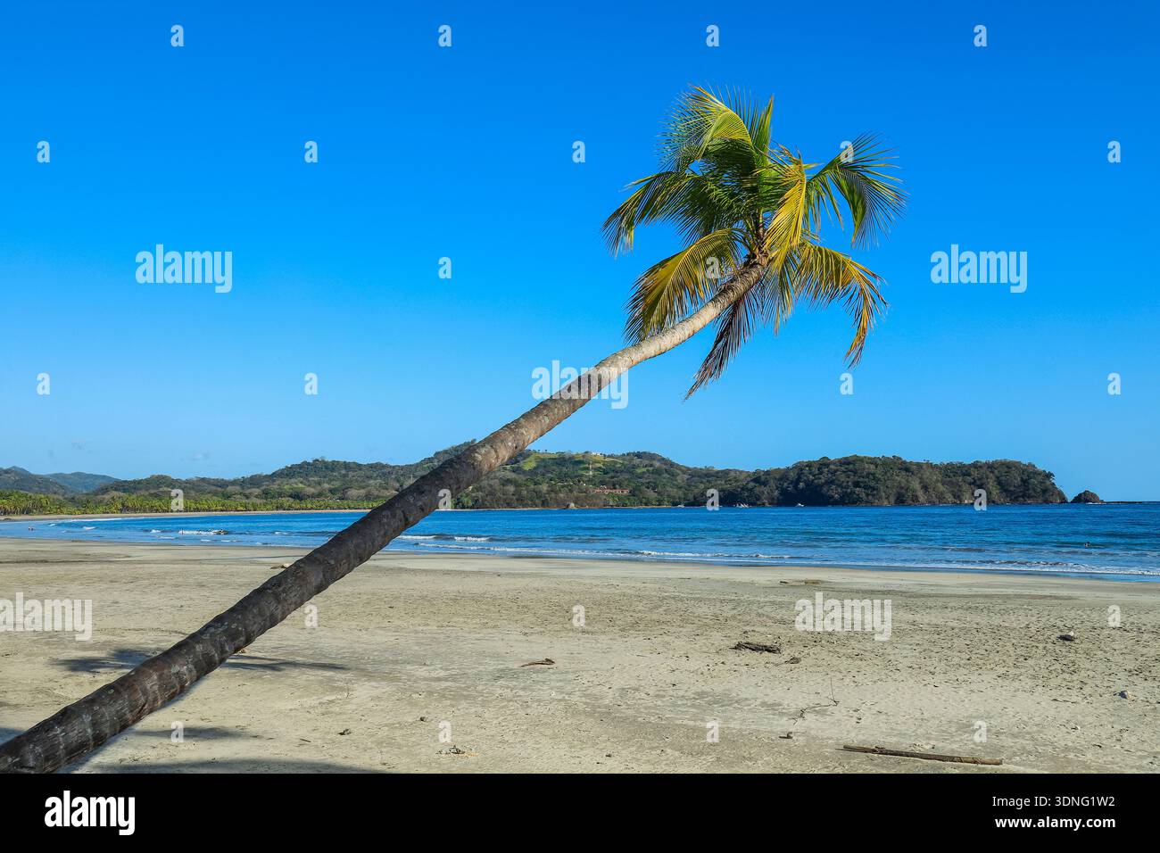 Palma pendente presso l'incantevole Playa Carrillo nr Samara. Circondato da centinaia di palme, è popolare per i picnic. Carrillo, Samara, Guanacaste, Costa Rica Foto Stock