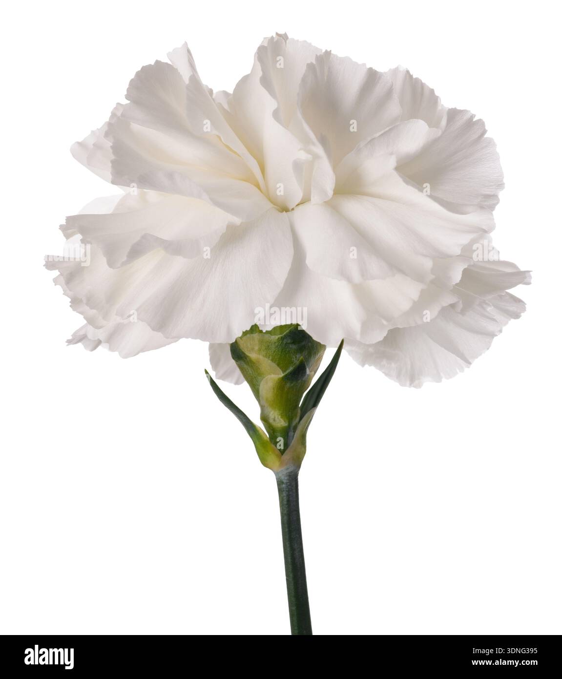 Dianthus bianco isolato su sfondo bianco Foto Stock