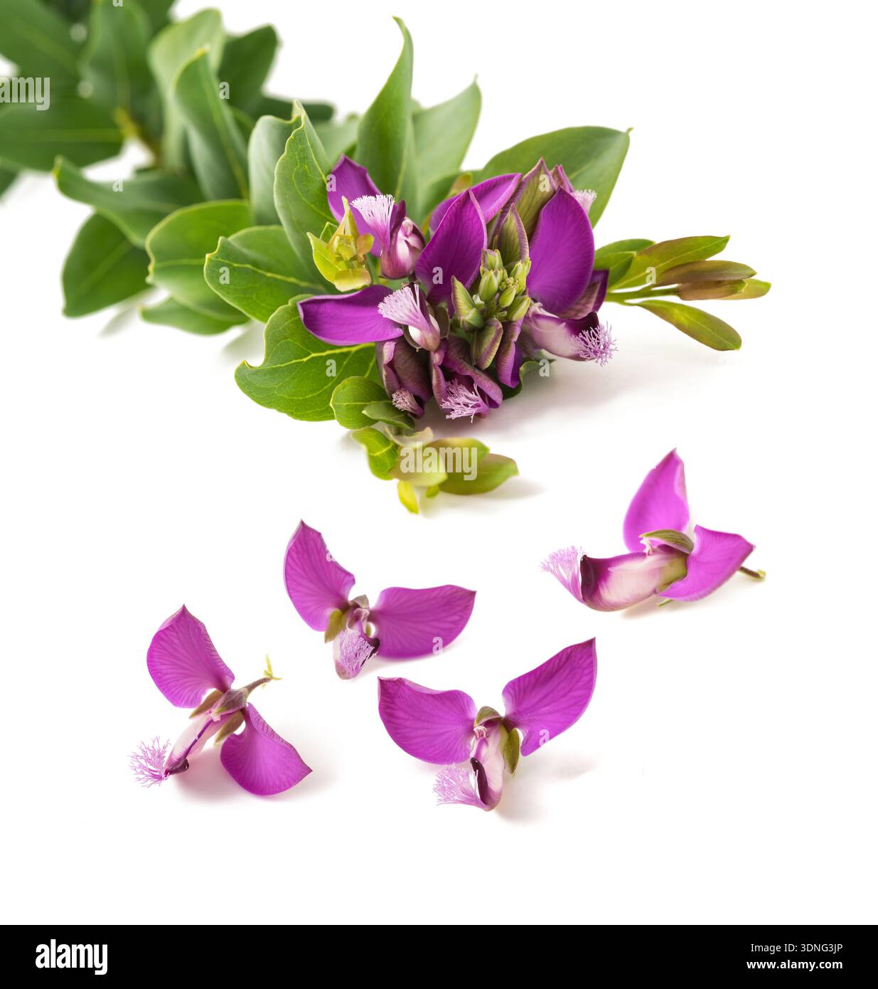 Fiori di Polygala myrtifolia isolati su sfondo bianco Foto Stock
