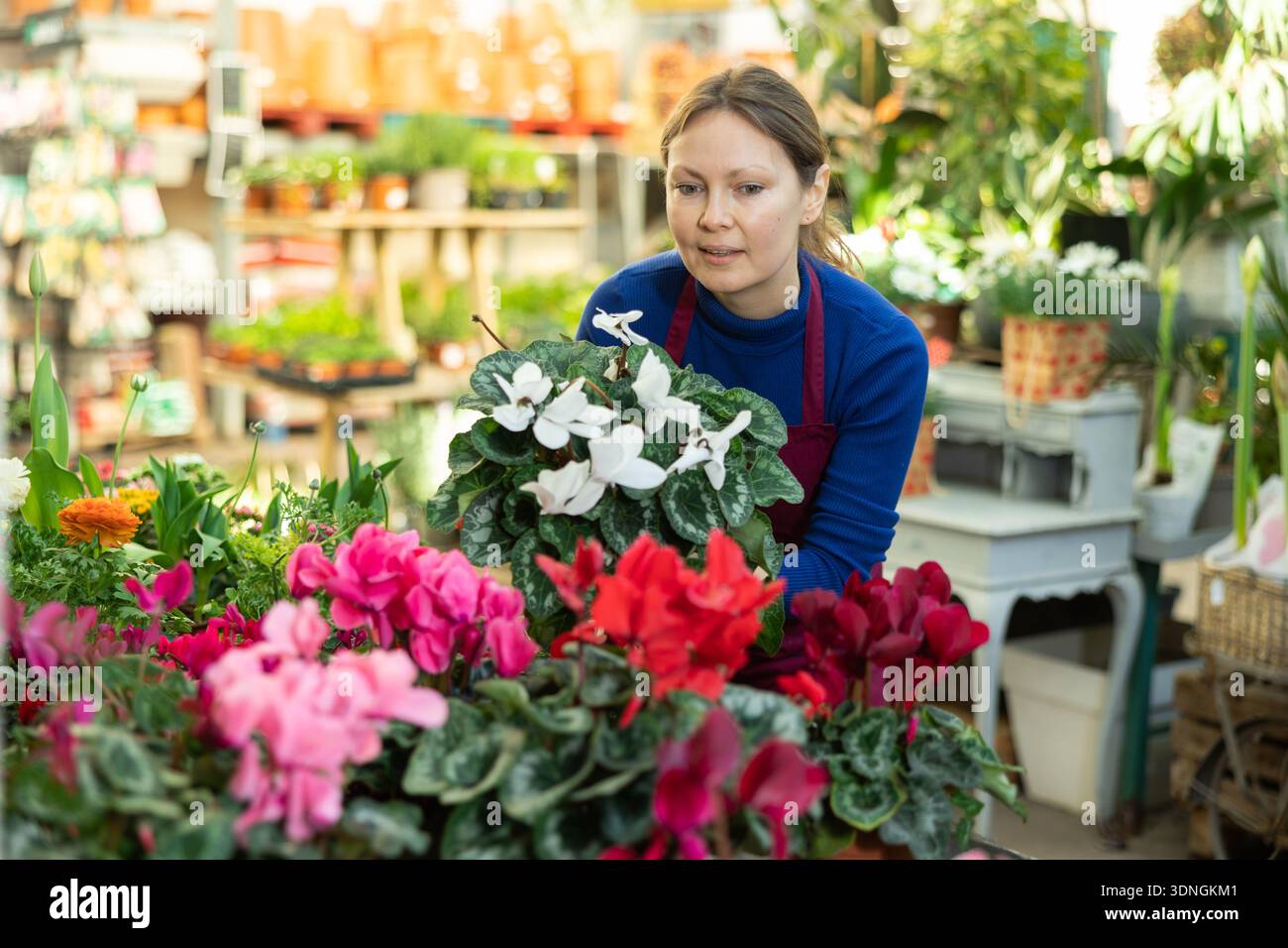 Nel negozio di fiori, donna lavoratore esamina ciclamino Foto Stock