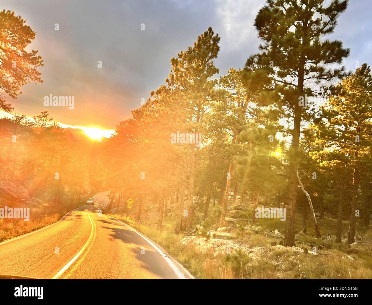 Una strada di montagna si snoda attraverso alti pini che si illuminano di una calda luce dorata, mentre il sole tramonta proietta lunghe ombre e un'auto lontana si muove attraverso le fores - Immagine stock catturata con smartphone