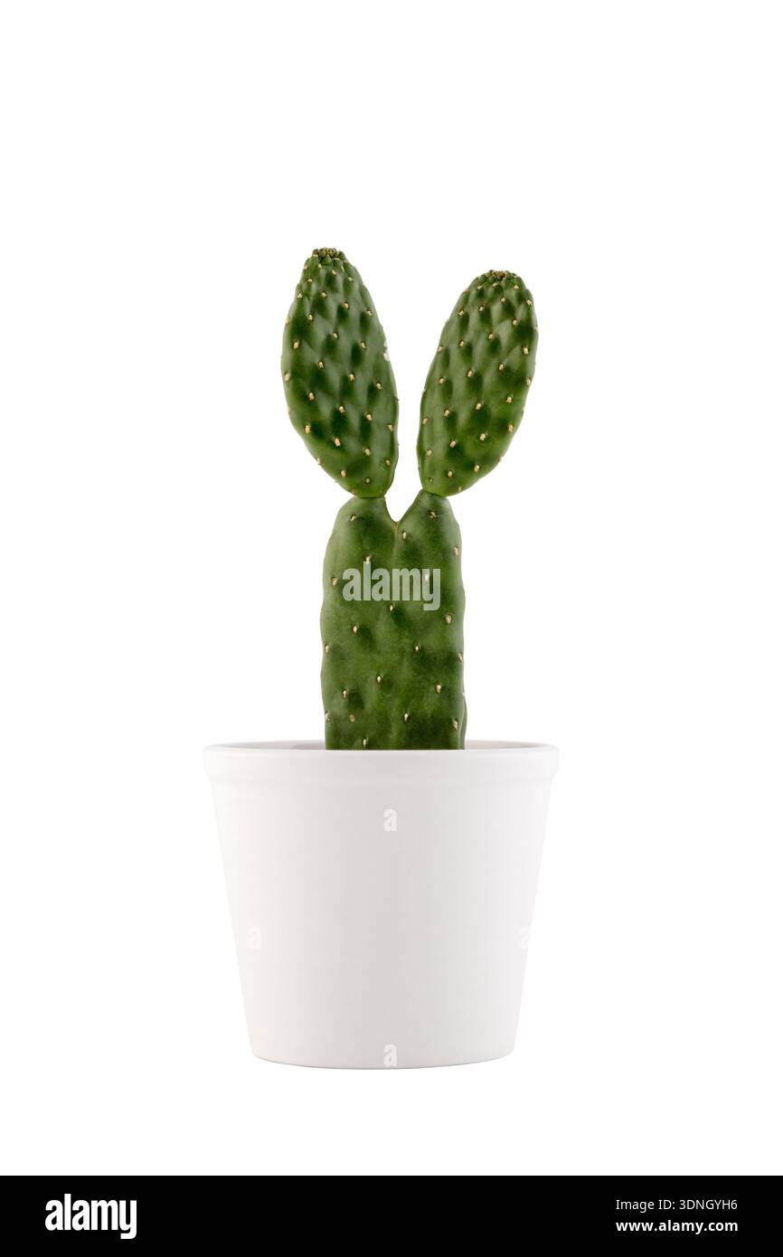 Cactus Opuntia con le orecchie conigliette isolate sul bianco con percorso di ritaglio Foto Stock