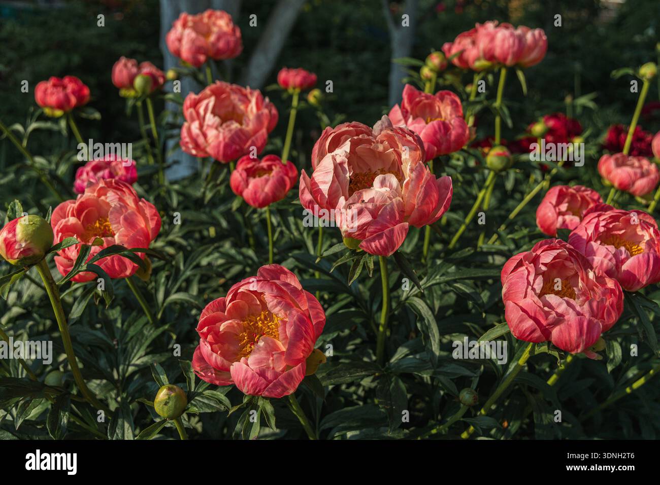 Peonia erbacea fascino Corallo in giardino fiori Foto Stock