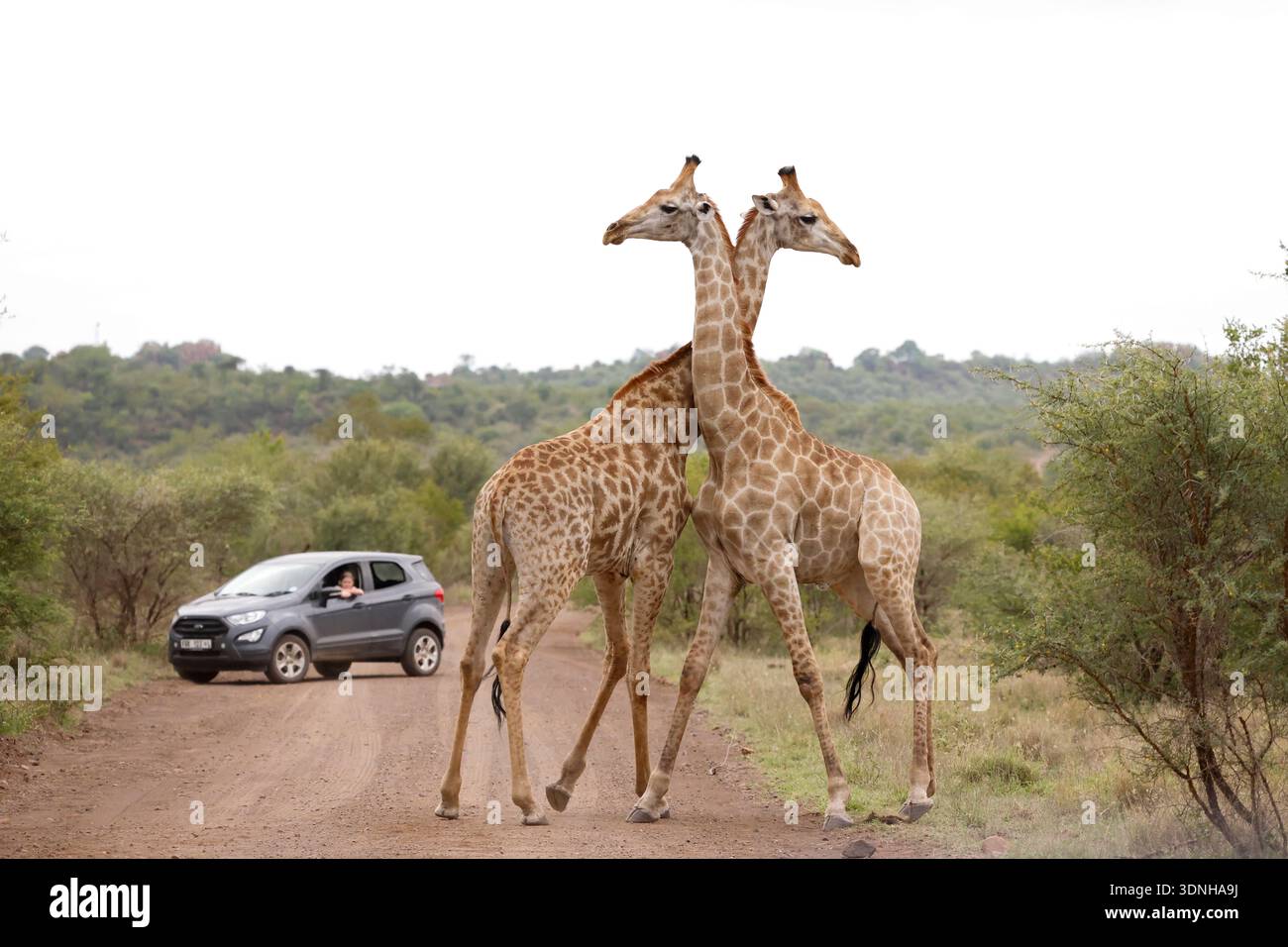 Due giraffe maschili si muovono sul collo in una battaglia che ha fermato il traffico nel Kruger National Park, in Sudafrica. Foto Stock