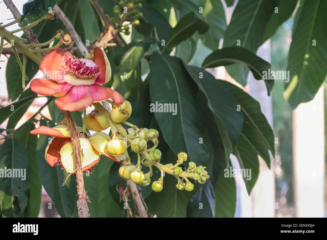 Fiore di Sal con gemme verdi sul ramo che simboleggia la biodiversità tropicale e il patrimonio sacro. Foto Stock