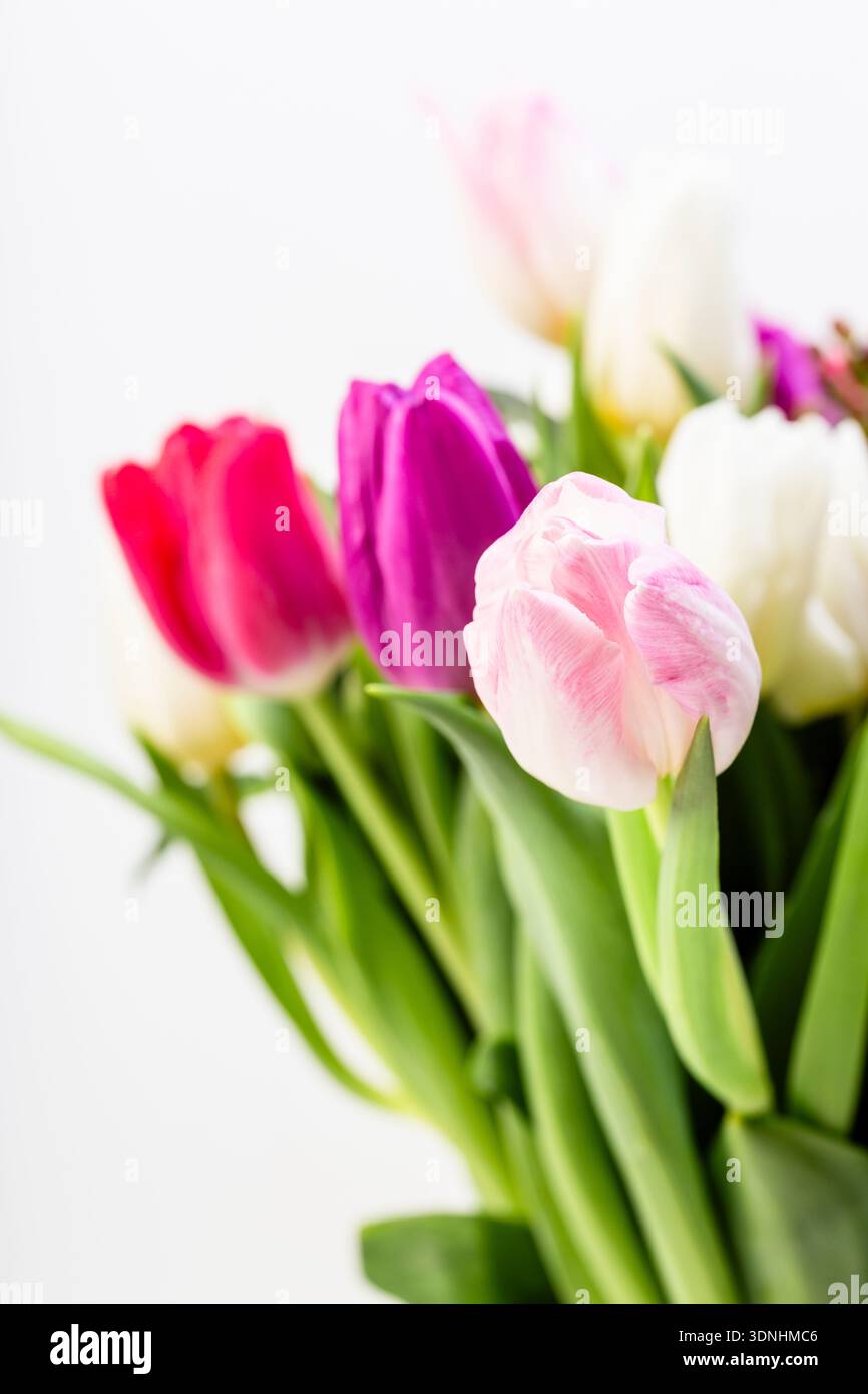 mazzo di tulipani viola e rosa in studio Foto Stock