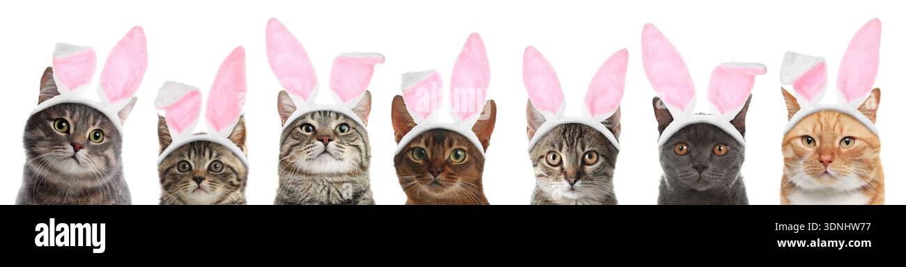 Simpatici gatti con orecchie coniglietto pasquale, fasce isolate su bianco, set Foto Stock