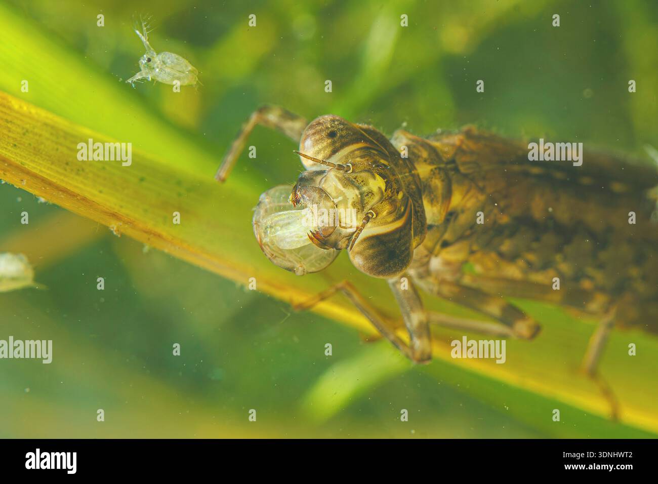 darner blu-verde, aeshna meridionale, Hawker meridionale (Aeshna cyanea), Larva, con pulci d'acqua catturate nella sua maschera di cattura, primo piano, Germania Foto Stock