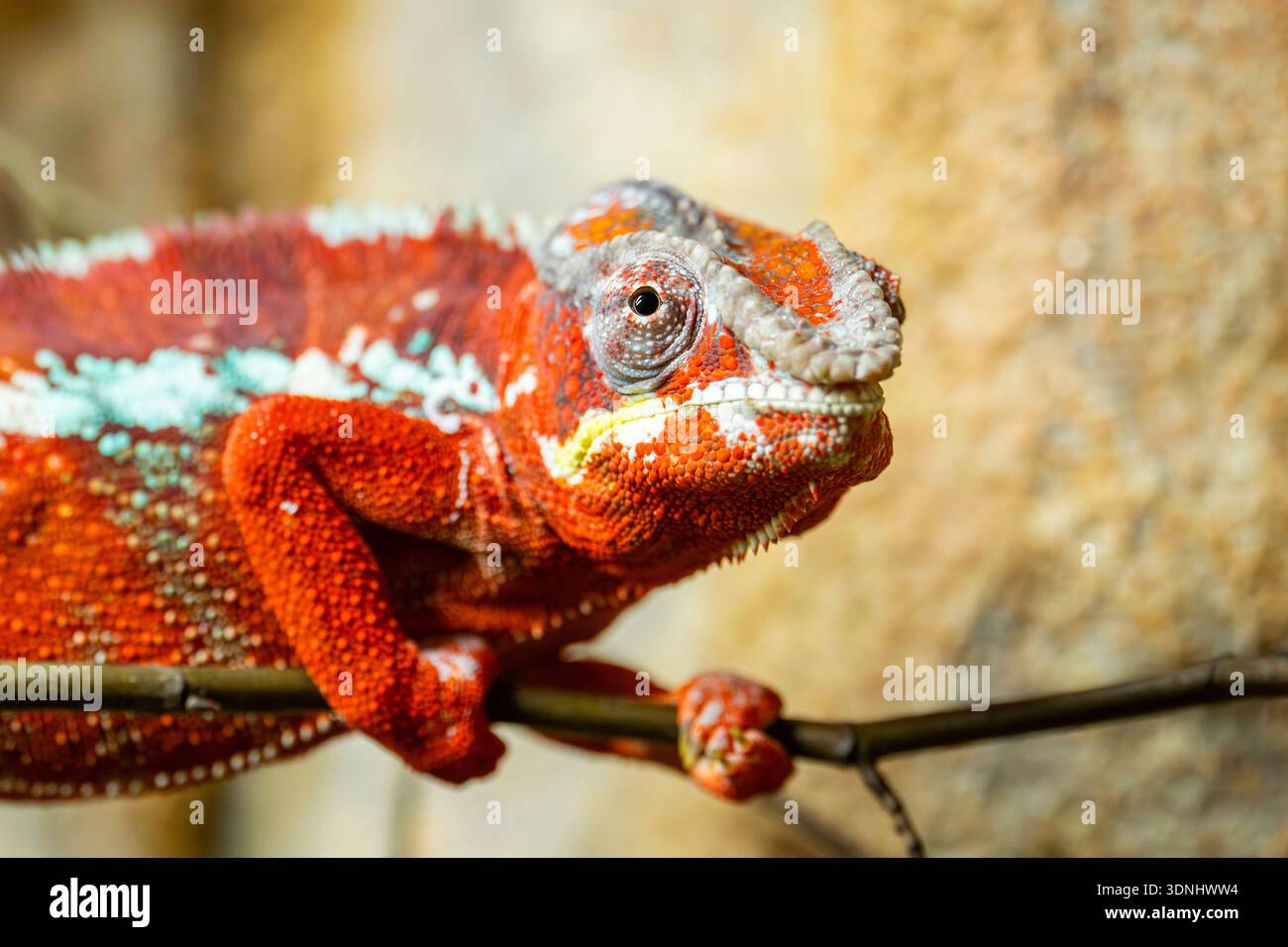 Camaleonte Panther (Furcifer pardalis, Chamaeleo pardalis), seduto su un ramo, ritratto a mezza lunghezza Foto Stock