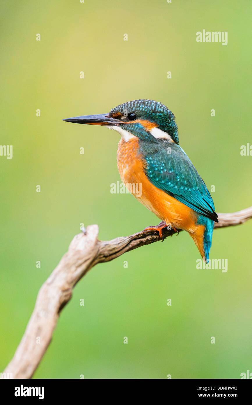 fiume kingfisher (Alcedo atthis), appollaiato su un vecchio ramo di legno a fine estate, Germania, Baviera Foto Stock