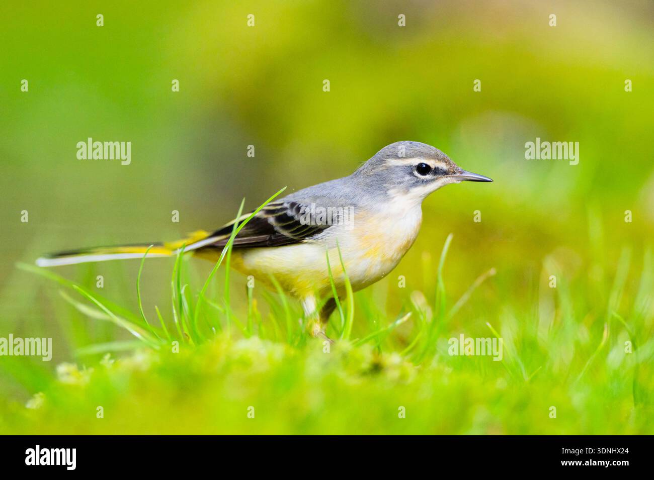 Coda di cavallo grigia (Motacilla cinerea), seduta sull'erba, Germania, Baviera Foto Stock