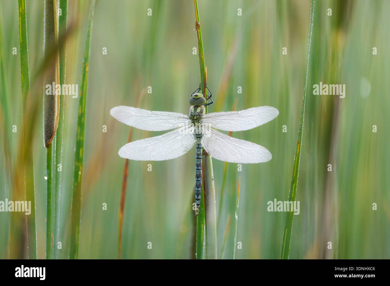 darner blu-verde, aeshna meridionale, falegname meridionale (Aeshna cyanea), seduto su uno stelo vegetale, Germania, Baviera Foto Stock
