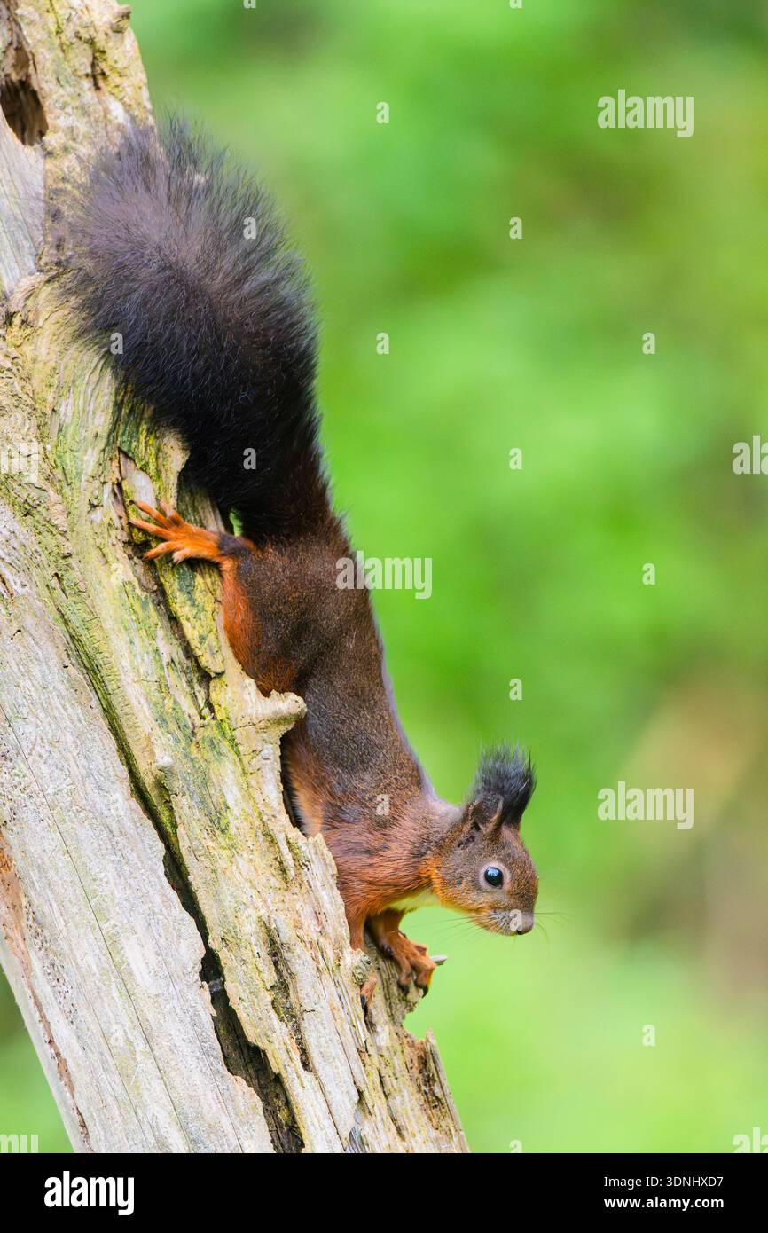Scoiattolo rosso europeo, scoiattolo rosso eurasiatico (Sciurus vulgaris), sitzt su un tronco d'albero, capovolto, Germania, Baviera Foto Stock