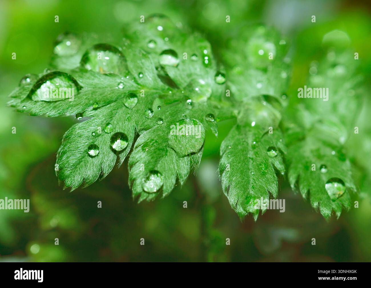 Erbacce d'argento, cinquefoglio d'alghe argentate (Potentilla anserina), foglia con goccioline d'acqua, Germania Foto Stock