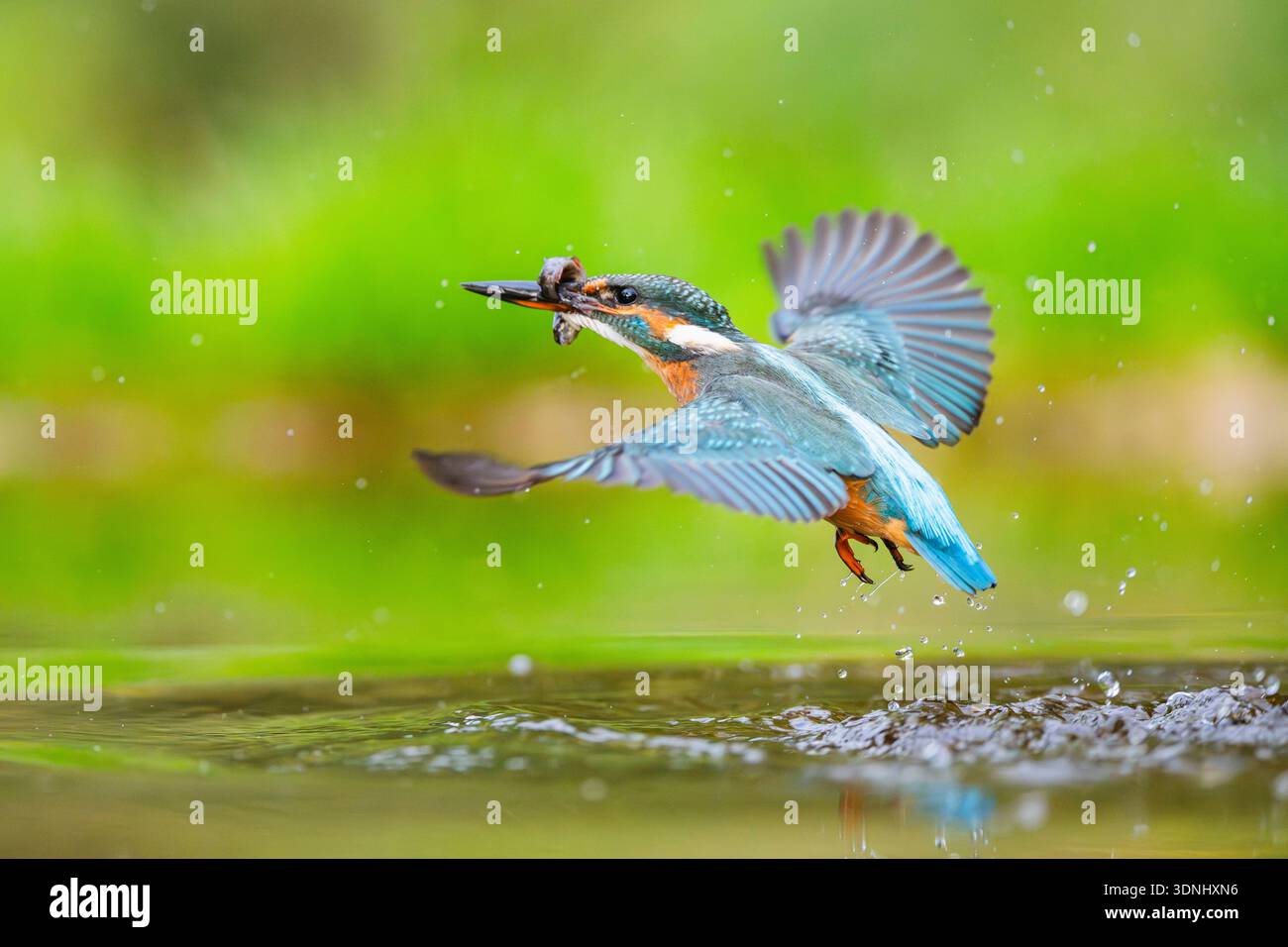 fiume kingfisher (Alcedo atthis), volando fuori dall'acqua con un pesce pescato fresco nel becco, Germania, Baviera Foto Stock