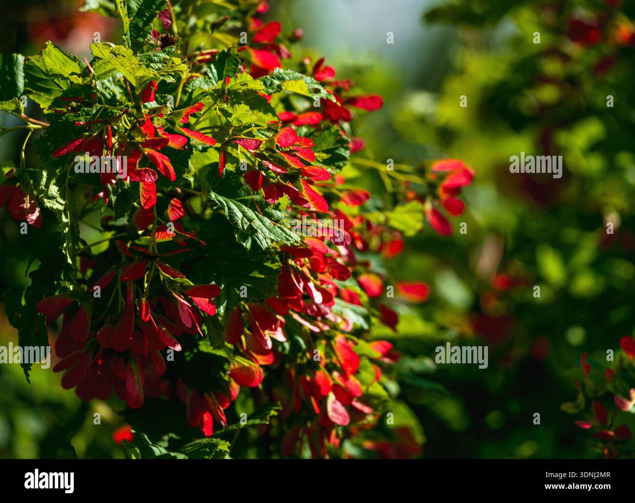 Un albero d'acero Tatariano Hot Wings pieno di baccelli rossi che aggiungono colore e interesse ad un giardino paesaggistico. Foto Stock
