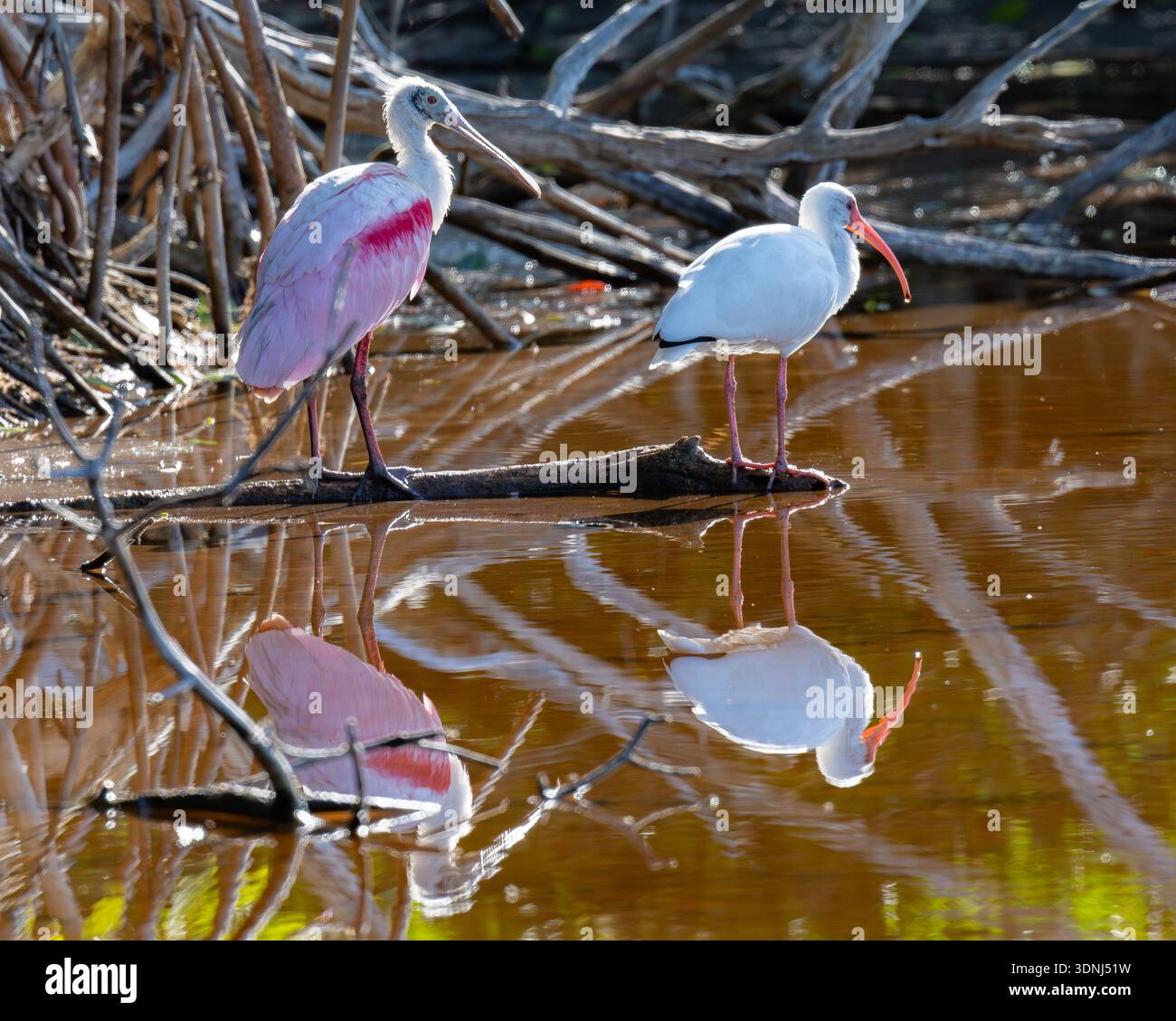 Beccuccio Roseate - Platalea ajaja e White Ibis Eudocimus albus nel Parco Nazionale delle Everglades in Florida - nell'habitat delle paludi della fauna selvatica delle mangrovie Foto Stock