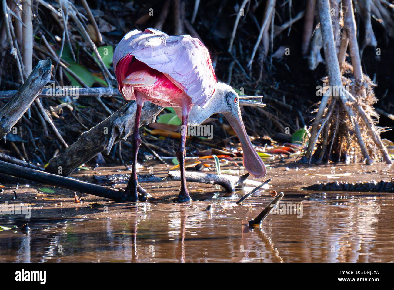 Beccuccio Roseate - Platalea ajaja e White Ibis Eudocimus albus nel Parco Nazionale delle Everglades in Florida - nell'habitat delle paludi della fauna selvatica delle mangrovie Foto Stock