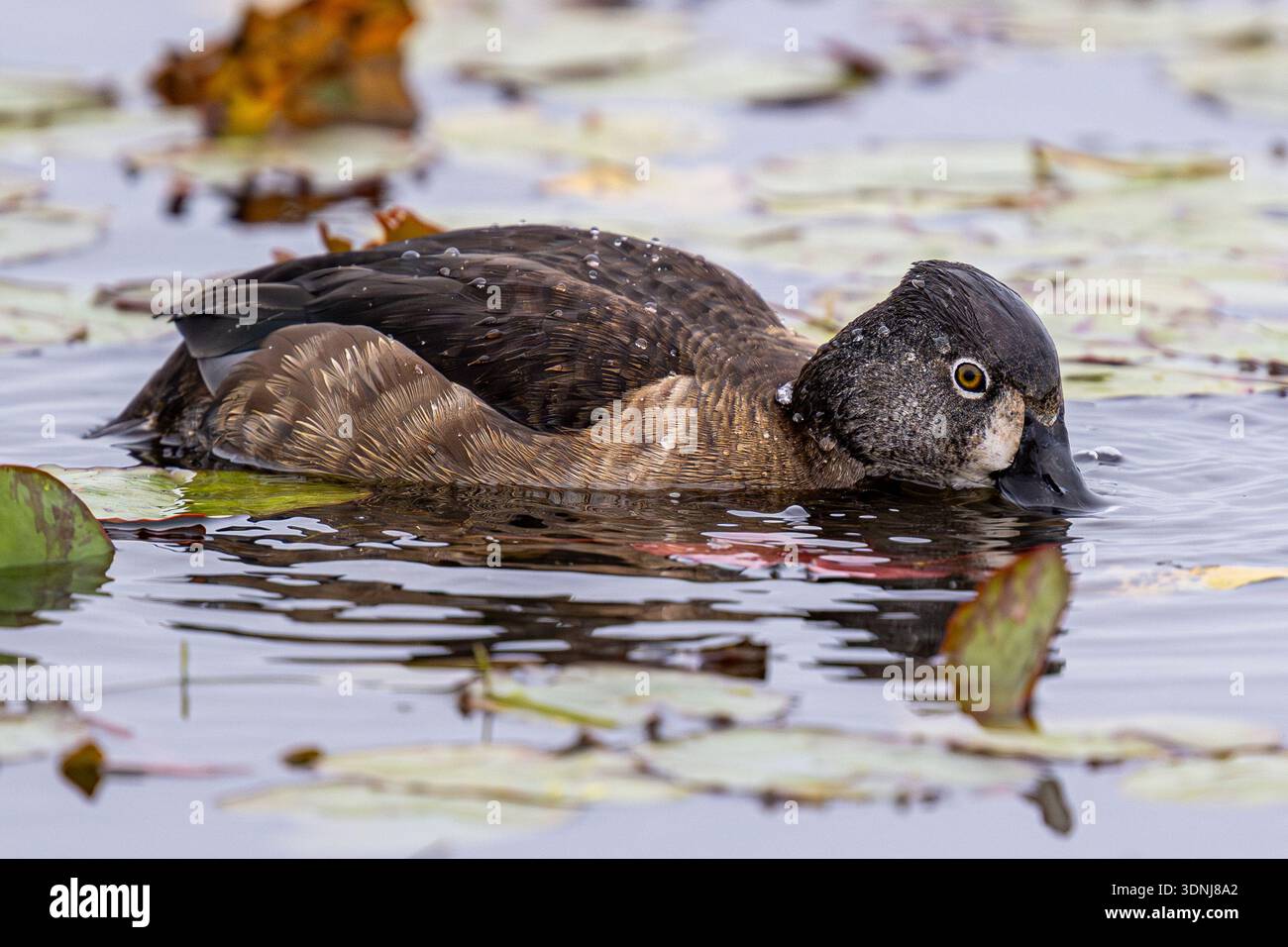 Nutrire l'anatra con il collo ad anello - Aythya collaris, gallina femmina che si allena nello stagno - anatra con il collo d'oca da vicino con piumaggio e bolletta in acqua nelle paludi della florida Foto Stock