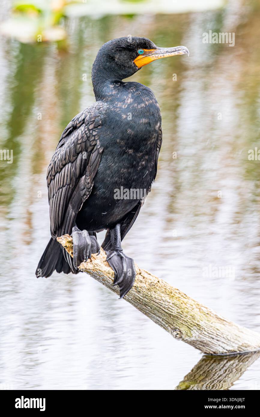 Primo piano arroccato su un cormorano a doppia cresta - Nannopterum auritum da vicino su un ramo con piume e piedi intrecciati in dettaglio nelle zone umide della fauna selvatica della Florida Foto Stock