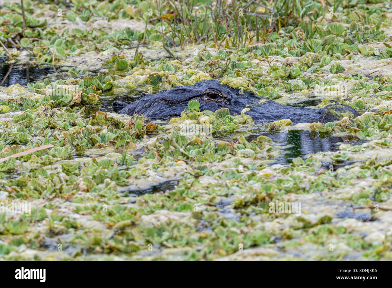 Palude di alligatore americano - missippiensi di alligatore in nuoto in acqua - rettile minacciato della Florida - dettagli ravvicinati di occhi e denti Foto Stock