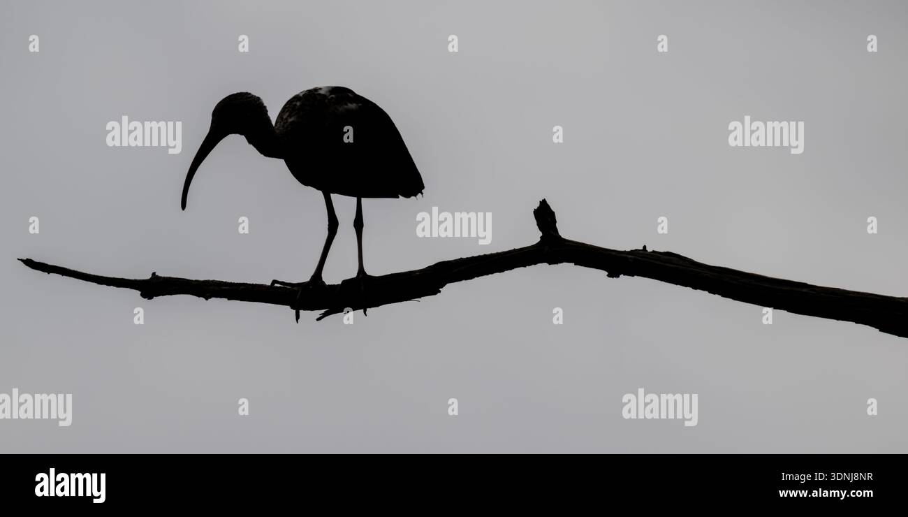Ibis appollaiato su una diramazione - silhouette di Threskiornithidae su alberi morti nelle paludi della Florida Foto Stock