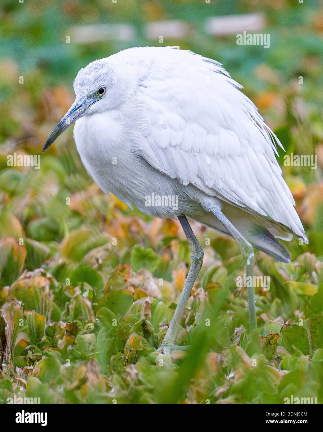 Caccia al primo piano di Little Blue Heron - primo piano di Egretta caerulea in una preda paludosa - primo piano di piume bianche becco bicolore Foto Stock