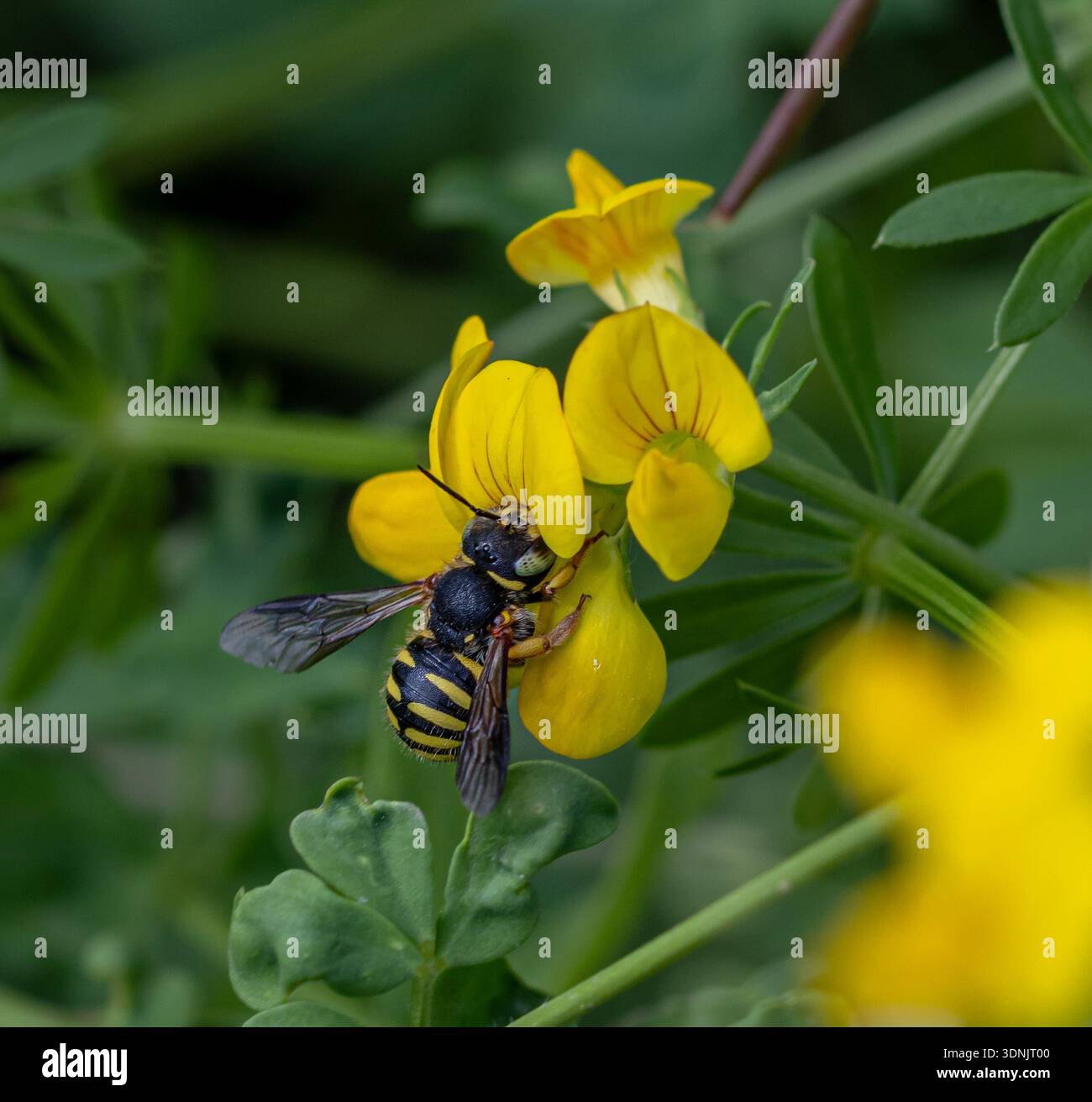 Carder di lana Anthidium sulla fioritura del loto corniculatus Foto Stock