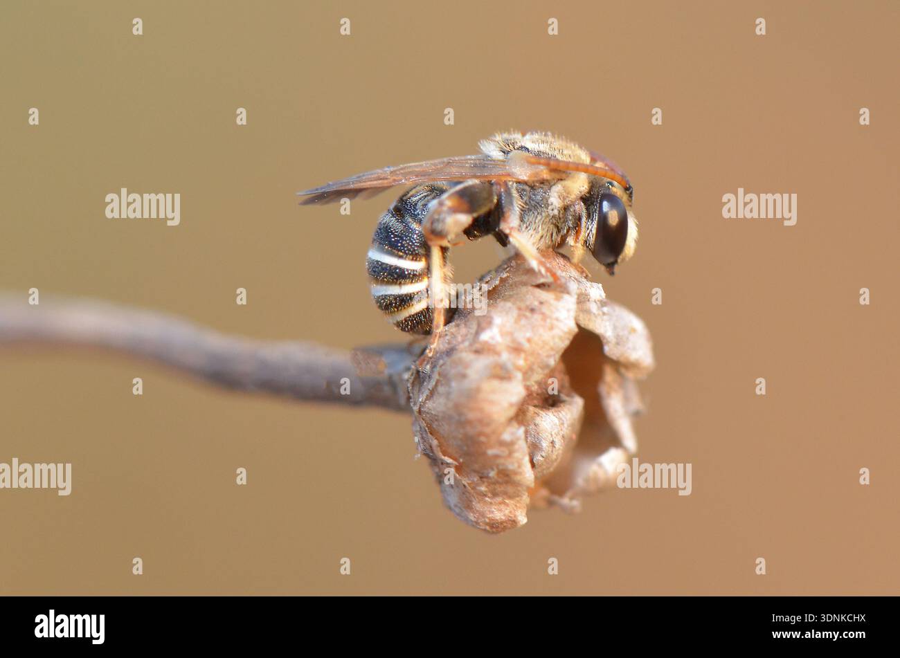 Profilo macro di un’ape alfalfa Leafcutter (Megachile rotundata) che poggia su una testa di semi essiccati a Cipro. Foto Stock