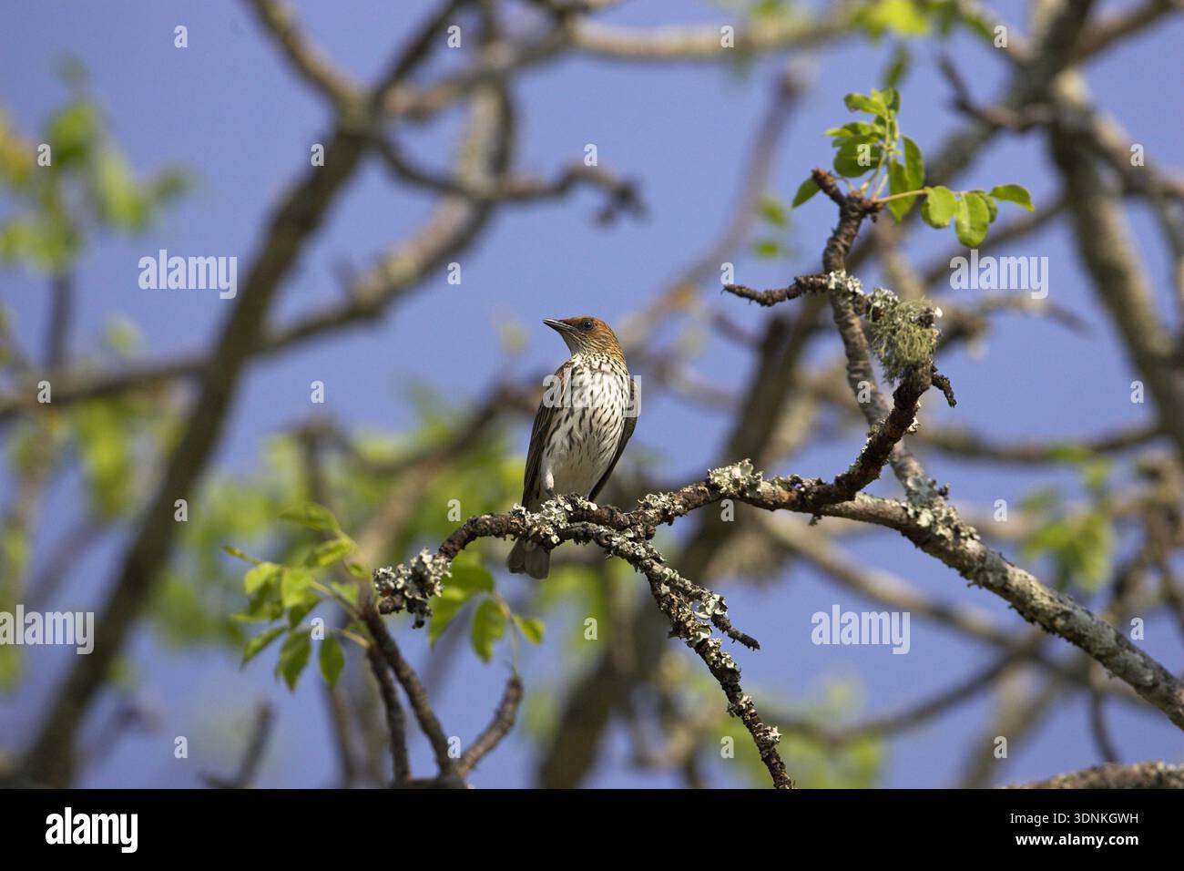 starling Cinnyricinclus leucogaster femminile Kruger National Park Sudafrica Foto Stock