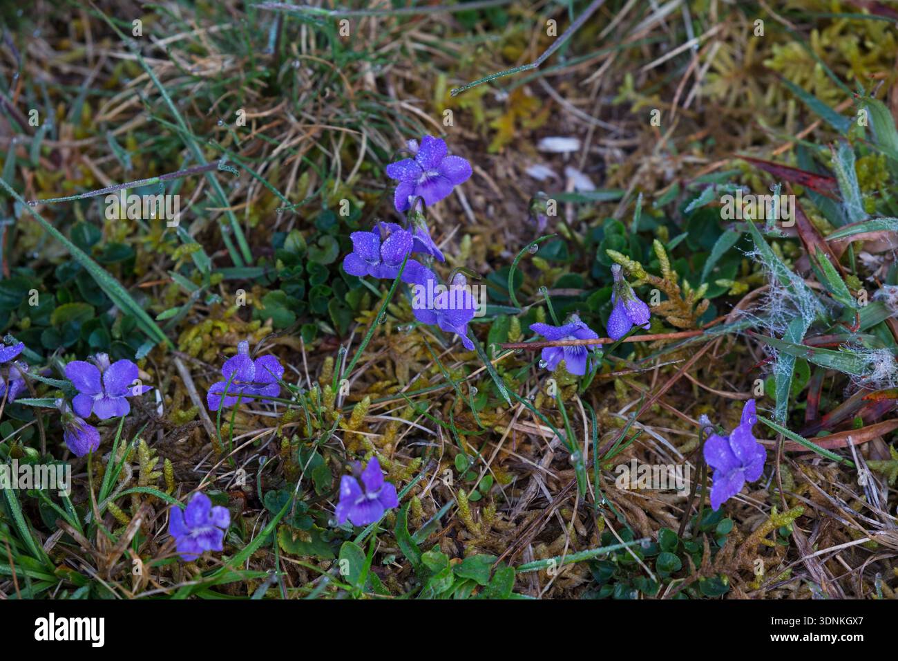 Viola canina comune Viola riviniana con rugiada al mattino presto, tra muschio e erba, Wareham Forest, Dorset, Inghilterra, Regno Unito, aprile 2018 Foto Stock