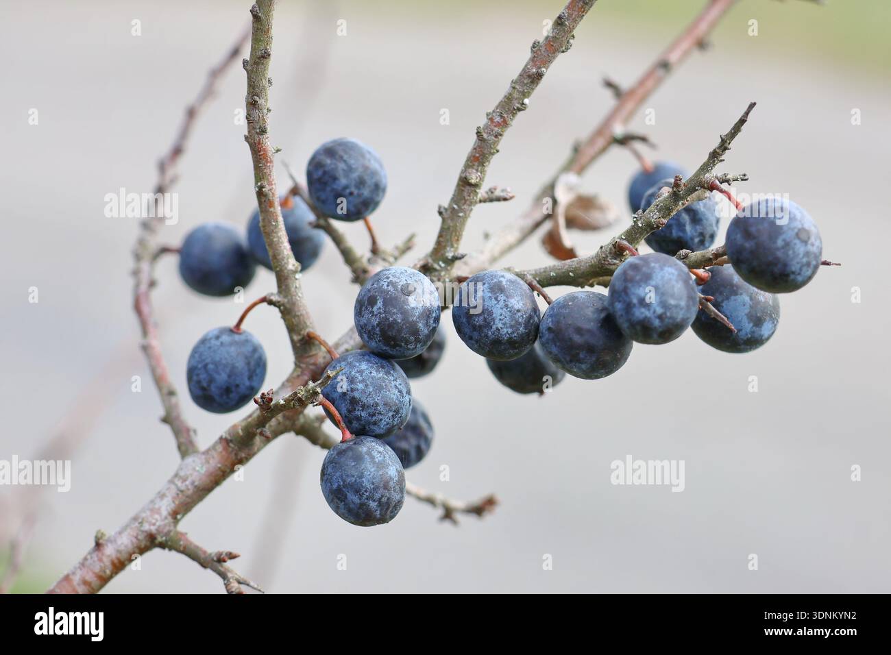 Primo piano di frutti di bosco maturi blu-neri su rami spinosi di spina nera, fotografati all'aperto con luce naturale soffusa e schiena sfocata Foto Stock