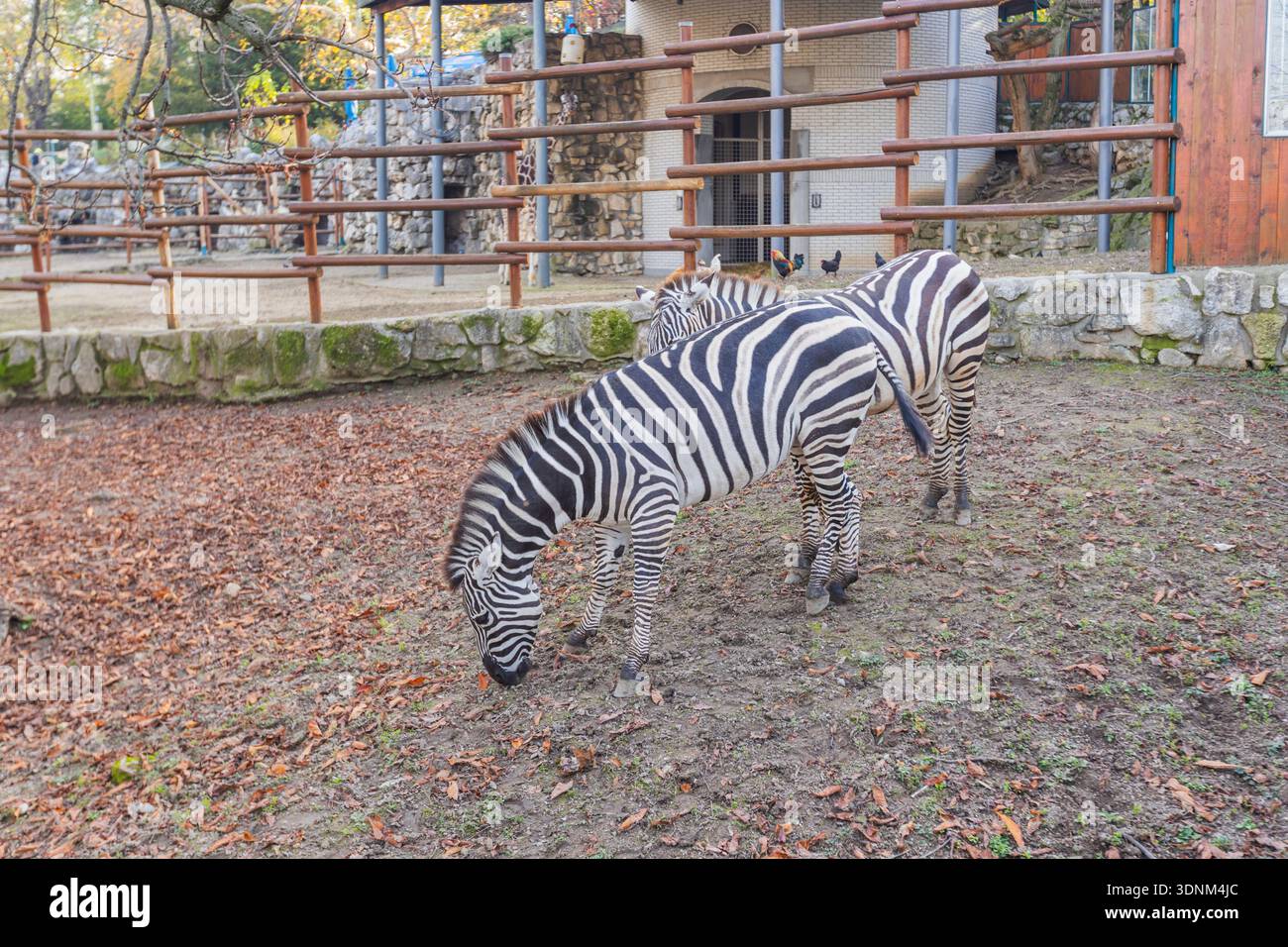 Due zebre di Grant pascolano fianco a fianco su un pavimento ricoperto di foglie dello zoo durante l'autunno. Foto Stock