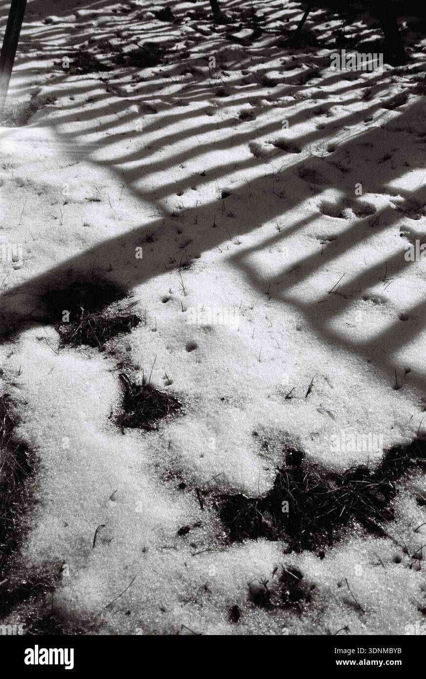 ombra bianca e nera di una recinzione sulla neve su pellicola da 35 mm Foto Stock