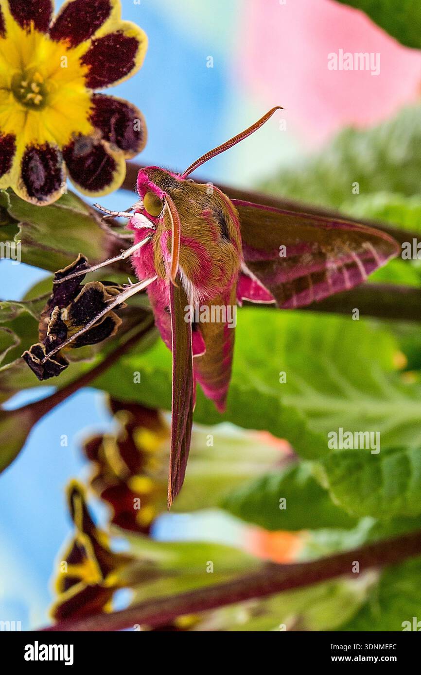 PRIMO PIANO DELL'ELEFANTE FALCO MOTH CHE SI NUTRE DEL FIORE MARIGOLD MOSTRANDO DETTAGLI ADDOME, ANTENNE E COLORI VIVACI. Foto Stock