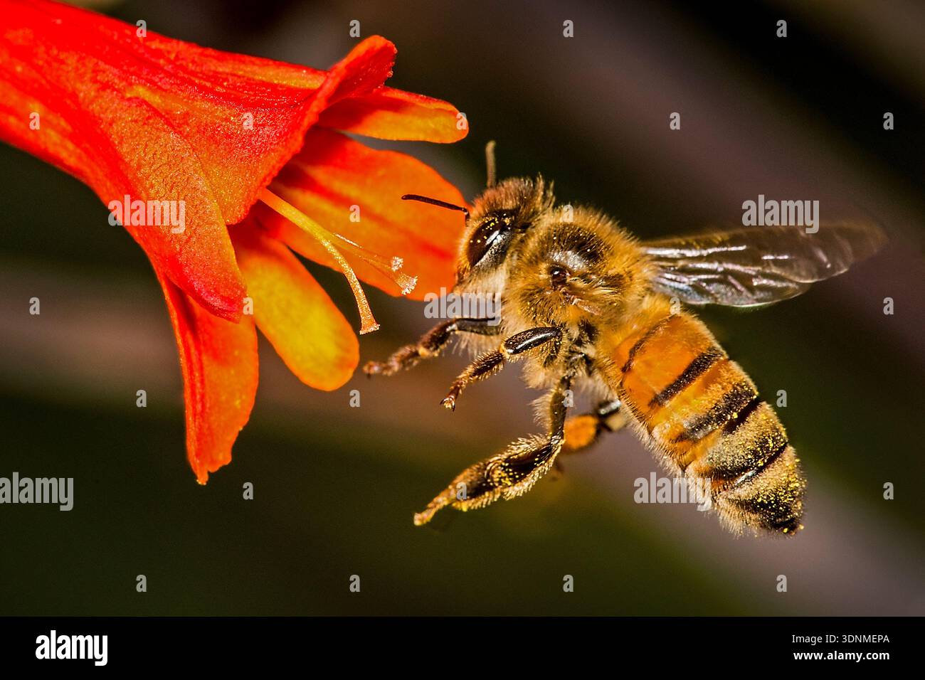 APE DEL MIELE DEL REGNO UNITO IN VOLO CHE RACCOGLIE NETTARE E POLLINE DA UN FIORE DI CROCOSMIA IN UN GIARDINO DI CAMPAGNA BRITSIH Foto Stock