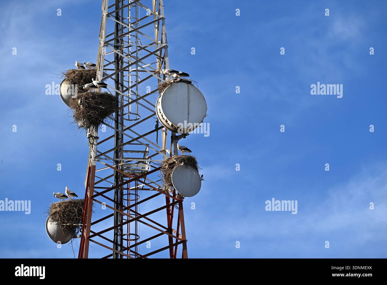 Diverse coppie di cicogne hanno creato un nido su ogni capsula di telecomunicazione su un albero dell'antenna. Foto Stock