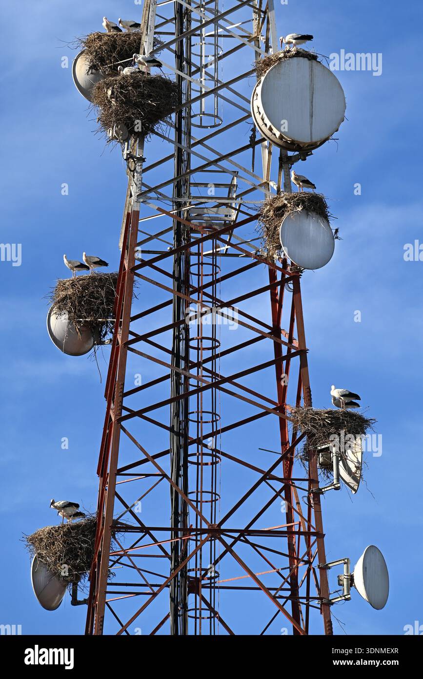 Diverse coppie di cicogne hanno creato un nido su ogni capsula di telecomunicazione su un albero dell'antenna. Foto Stock
