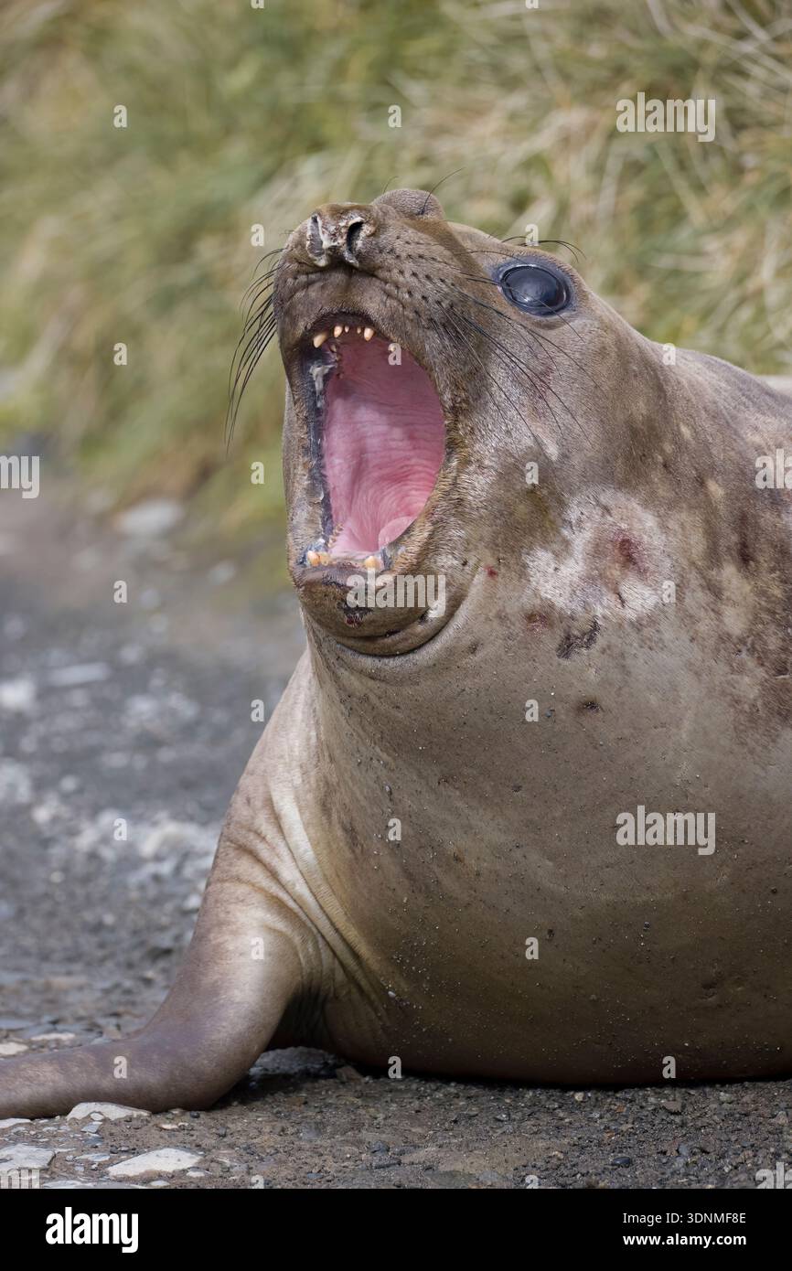 Foca degli elefanti meridionali sull'isola di Macquarie al sole dell'Antartide Foto Stock